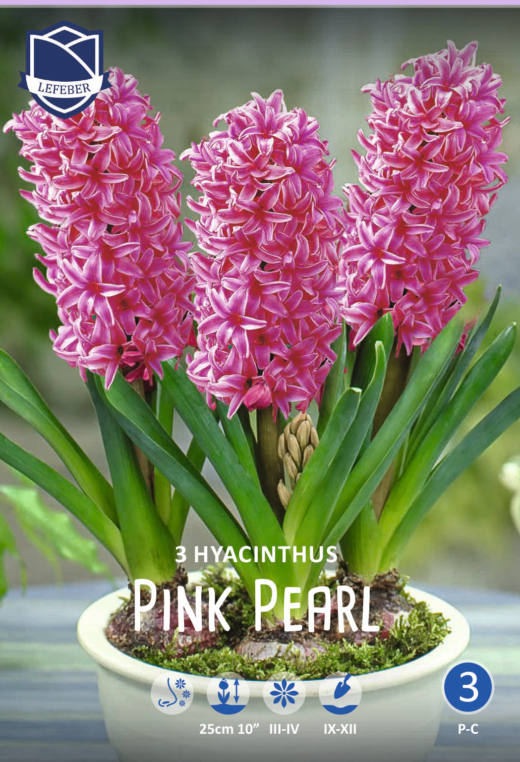 Hyacinthus Pink Pearl Jack the Grower