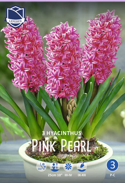 Hyacinthus Pink Pearl Jack the Grower