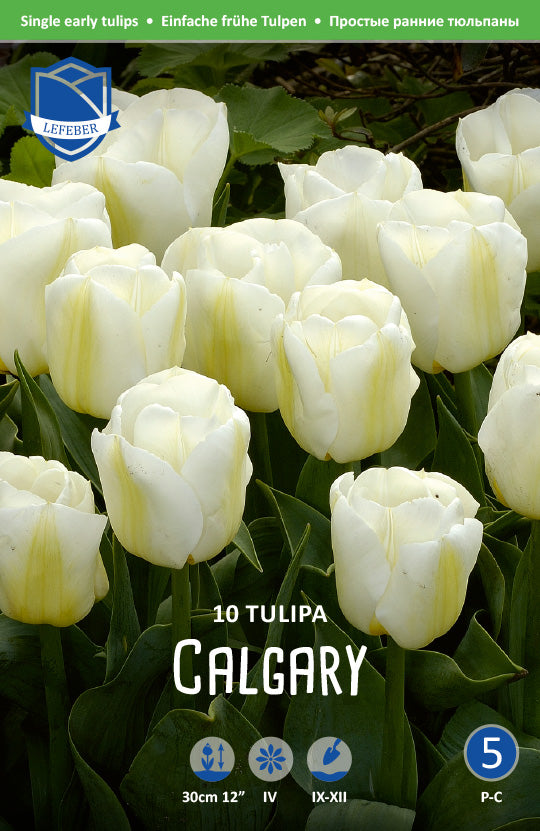 Tulipa Calgary
