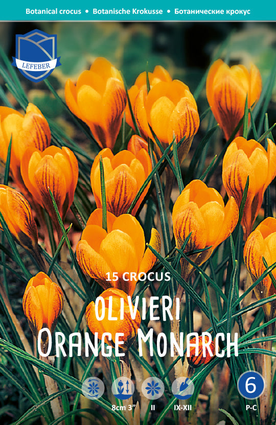 Crocus Olivieri Orange Monarch