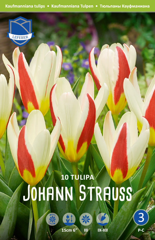 Tulipa Johann Strauss Jack the Grower