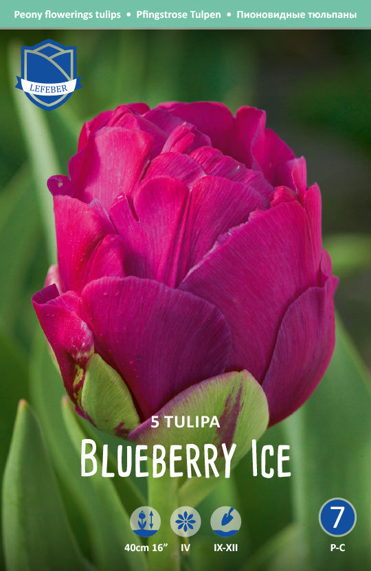 Tulipa Blueberry Ice