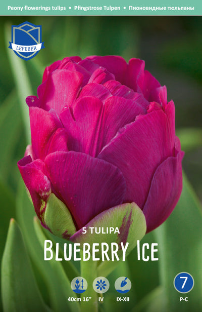 Tulpe Blueberry Ice Jack the Grower