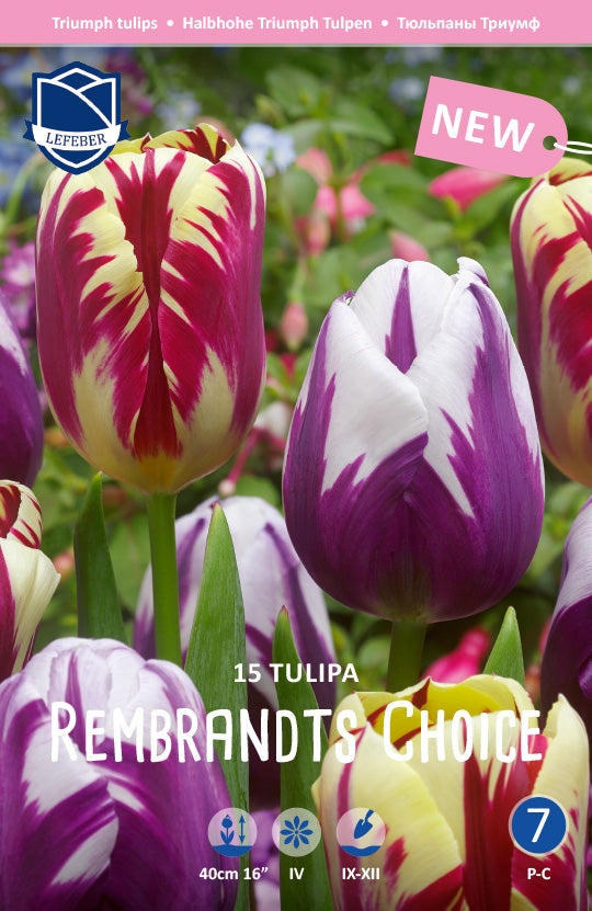 Tulipa Rembrandts Choice