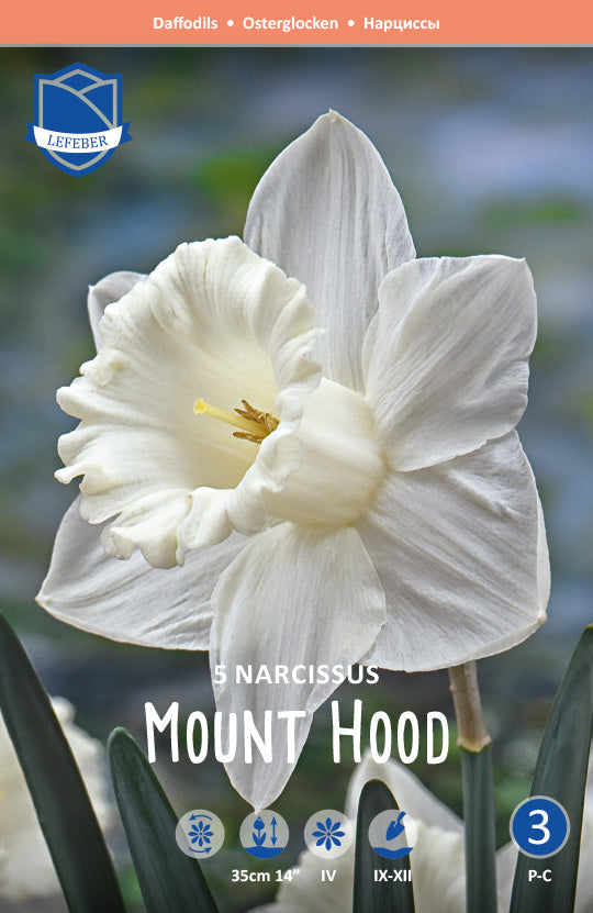 Narzisse Mount Hood Jack the Grower