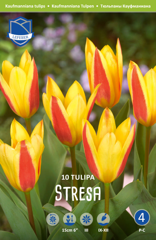 Tulipa Stresa