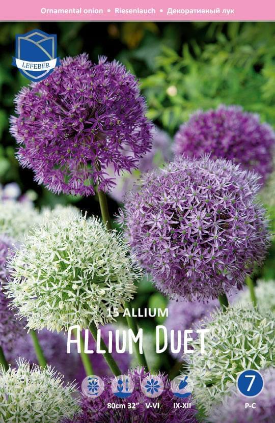 Allium Duet