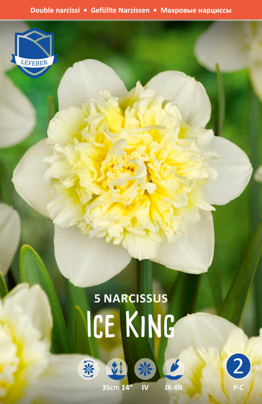 Narcissus Ice King