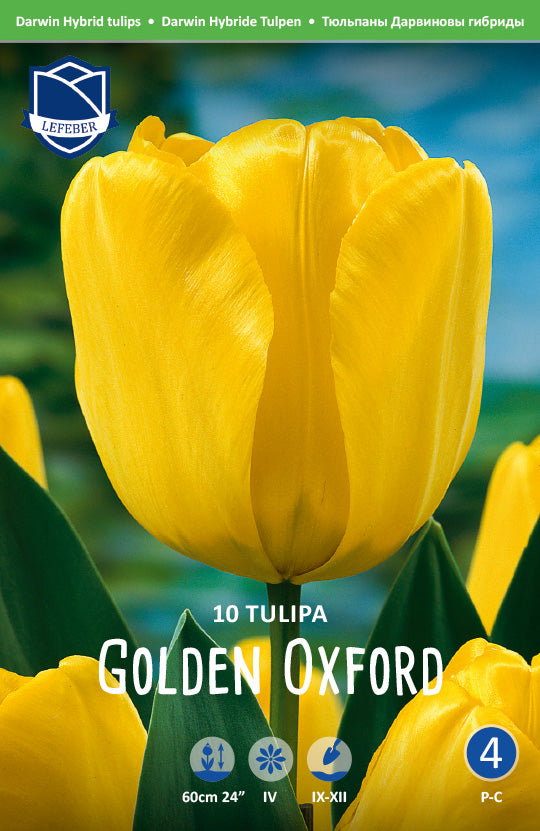 Tulipa Golden Oxford Jack the Grower