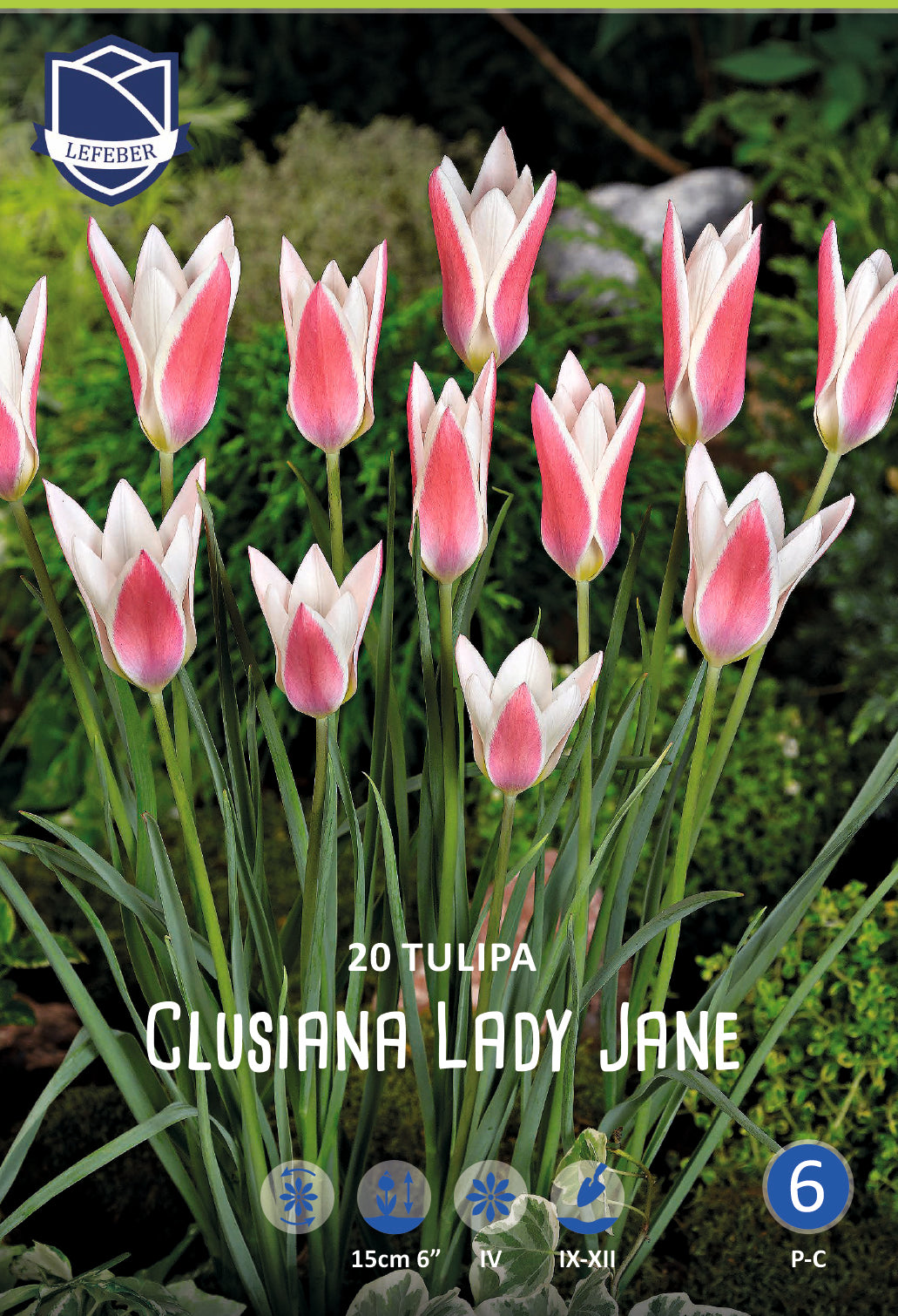 Tulipa Clusiana Lady Jane®