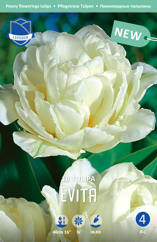 Tulipa Evita