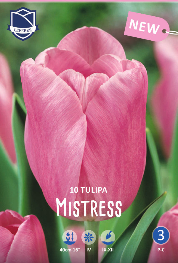 Tulipa Mistress
