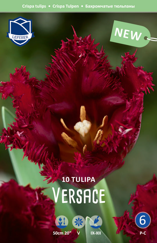Tulipa Versace Jack the Grower