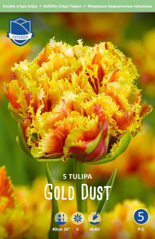 Tulipa Gold Dust
