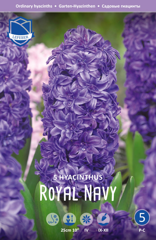 Hyazinthe Royal Navy®