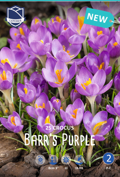 Crocus Barr's Purple Jack the Grower