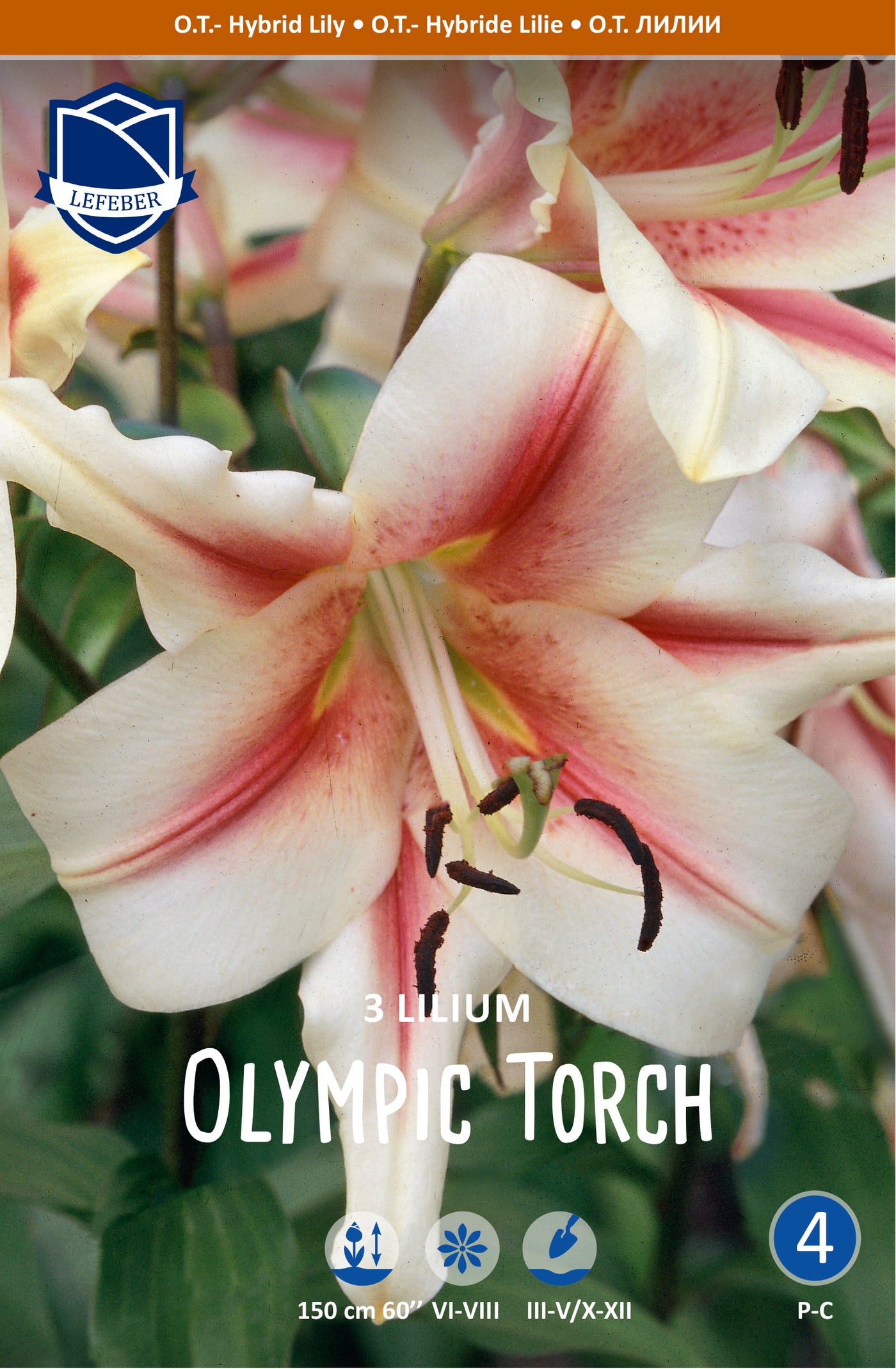 Lilium Olympic Torch Jack the Grower