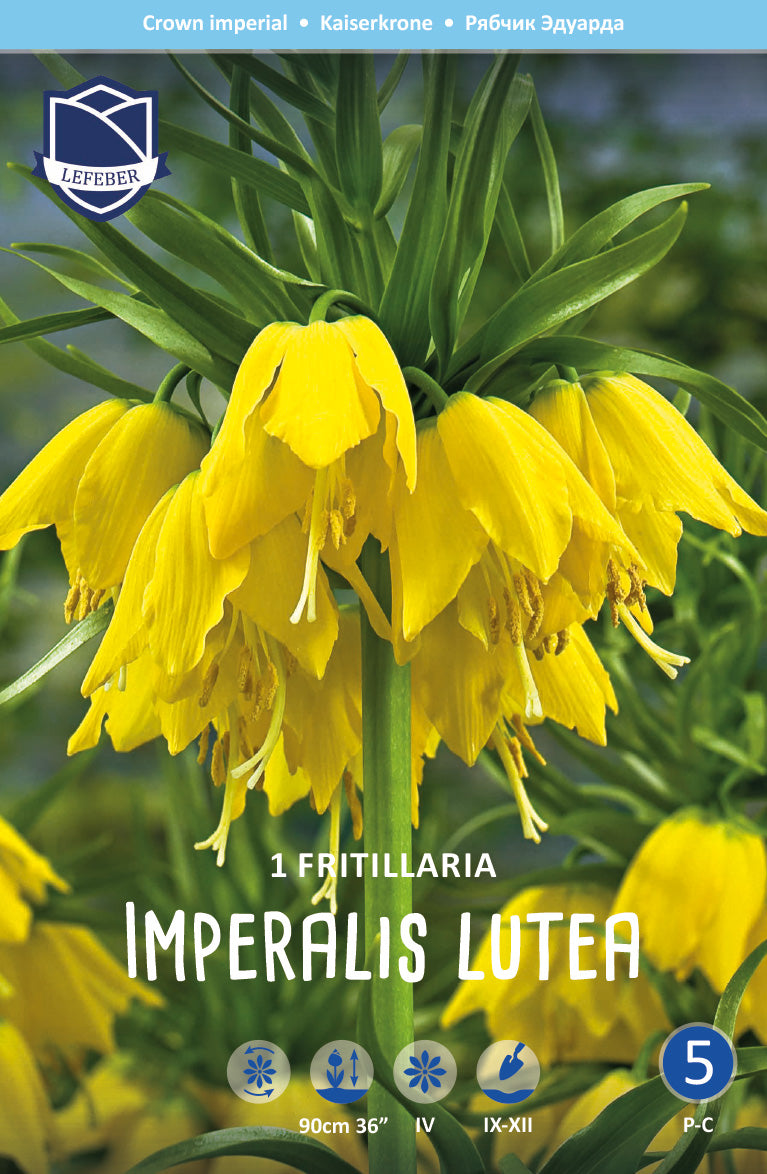 Fritillaria Imperialis Lutea
