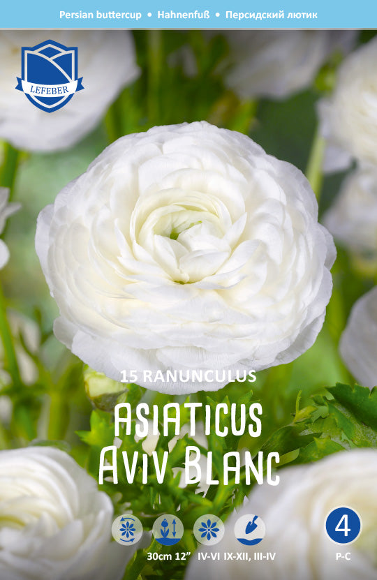 Ranunculus Asiaticus Aviv Blanc