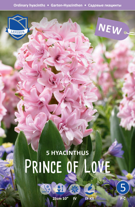 Hyacinthus Prince of Love Jack the Grower