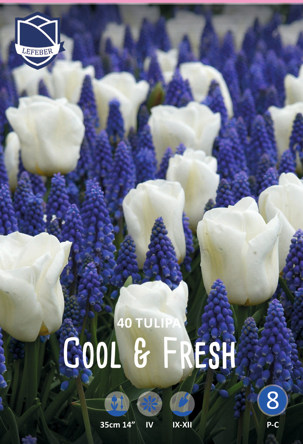 Tulipa Cool & Fresh