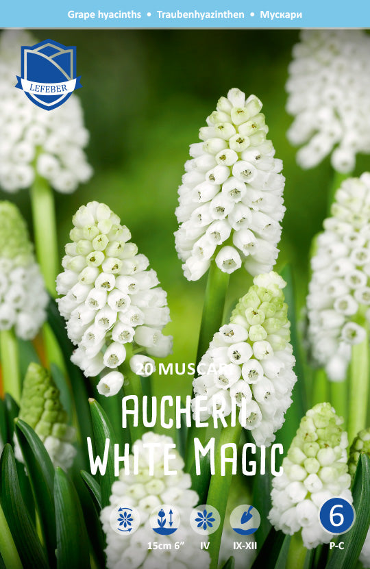 Muscari Aucheri White Magic (witte druifjes)