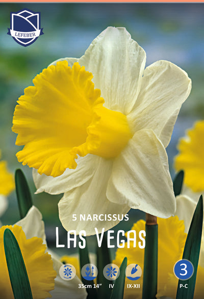 Narcissus Las Vegas Jack the Grower