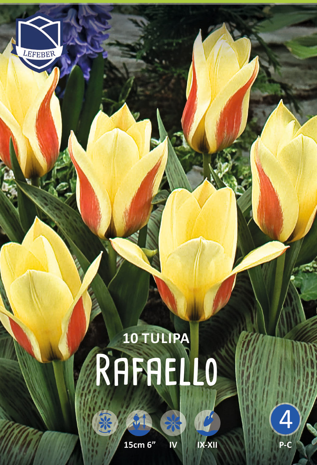 Tulipa Rafaello®