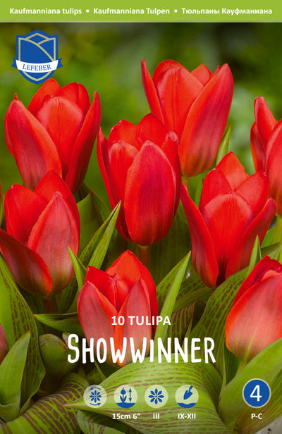 Tulipa Showwinner Jack the Grower