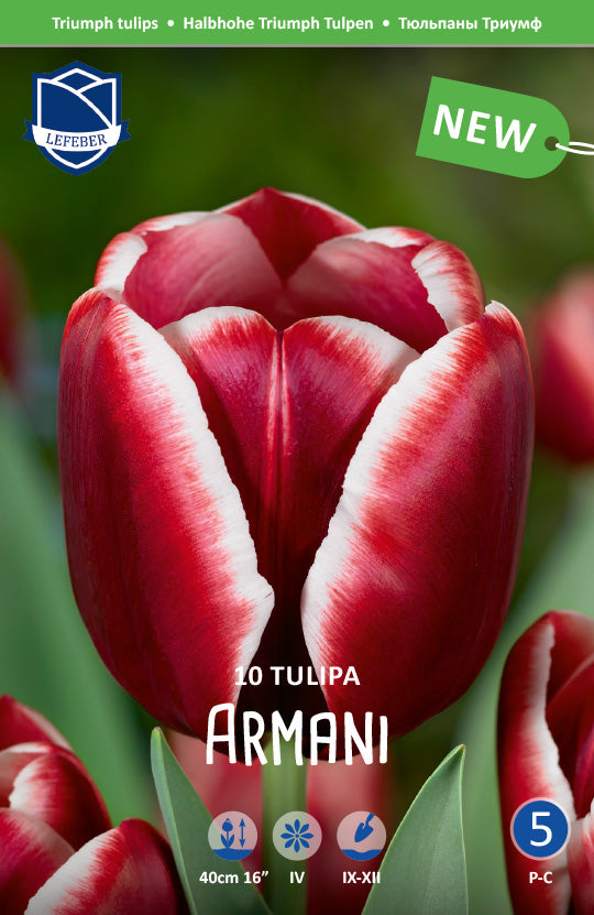 Tulpe Armani