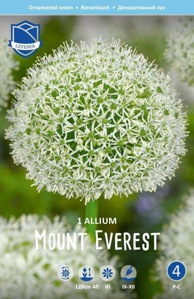 Allium Mount Everest Jack the Grower