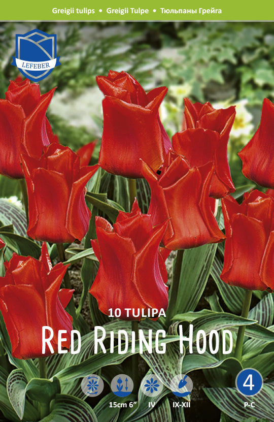 Tulpe Red Riding Hood