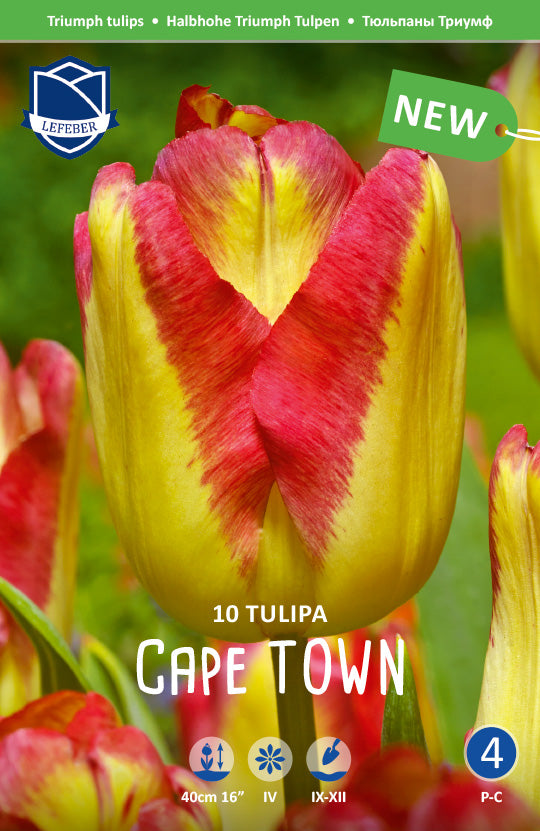 Tulpe Cape Town