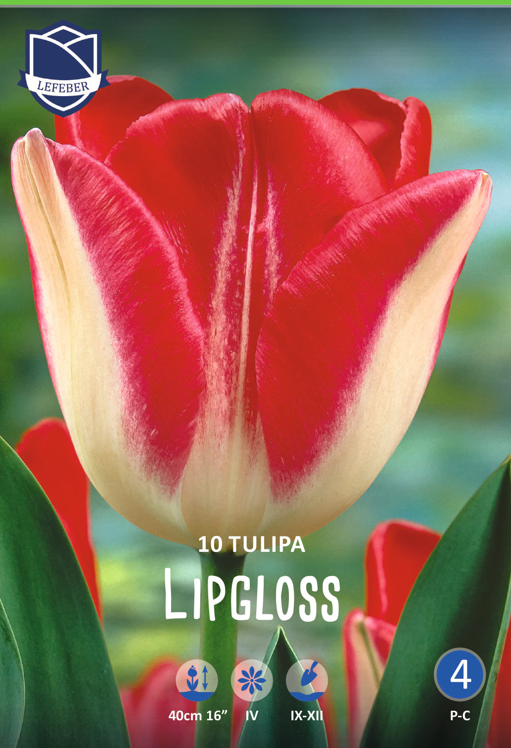 Tulipa Lipgloss Jack the Grower