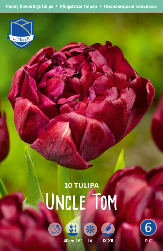Tulipa Uncle Tom