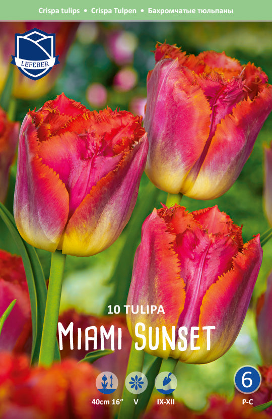 Tulipa Miami Sunset®