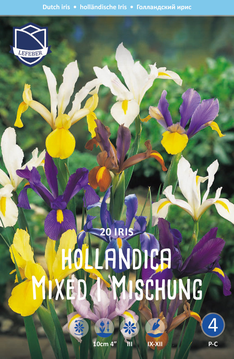 Iris Hollandica Mixed