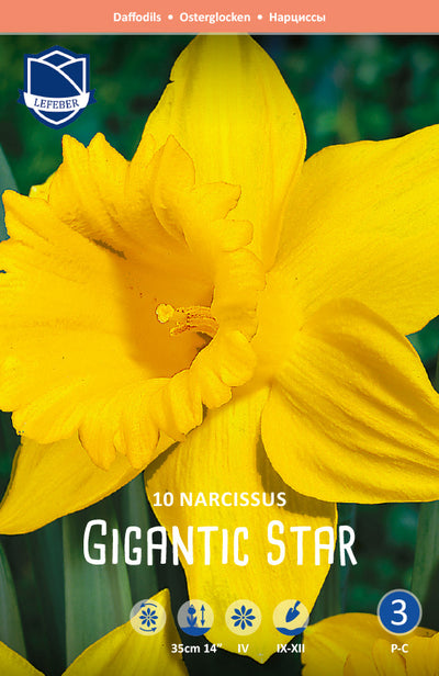 Narcissus Gigantic Star Jack the Grower