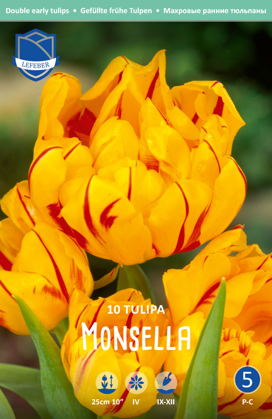 Tulipa Monsella