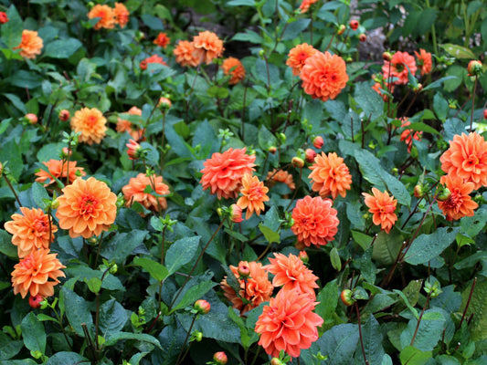 Dahlia Orange Nugget Jack the Grower