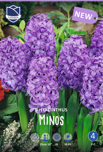 Hyacinthus Minos Jack the Grower