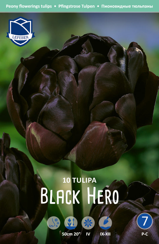 Tulpe Black Hero Jack the Grower