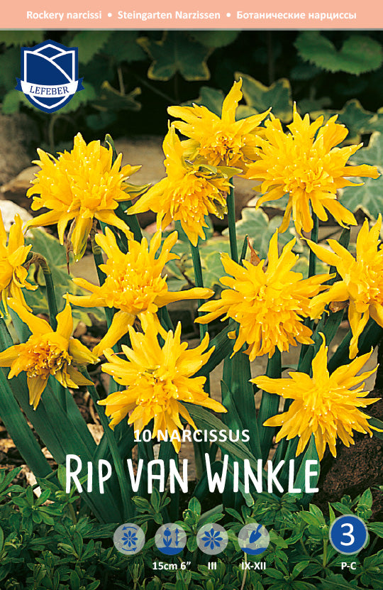 Narcissus Rip van Winkle Jack the Grower