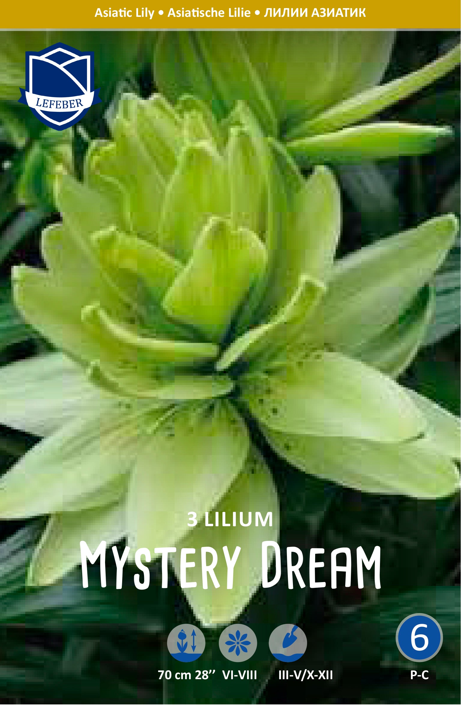 Lilium Mystery Dream