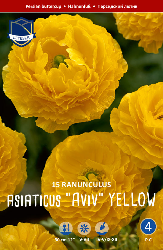 Ranunculus Asiaticus Aviv Yellow Jack the Grower