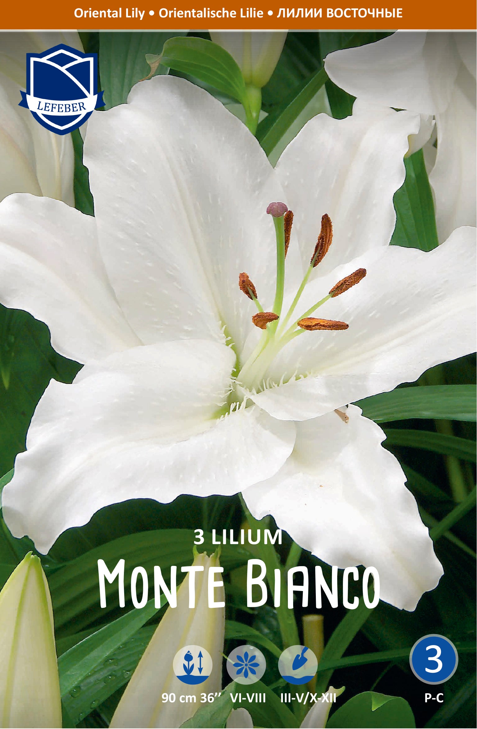 Lilium Monte Bianco