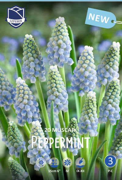 Muscari Peppermint Jack the Grower