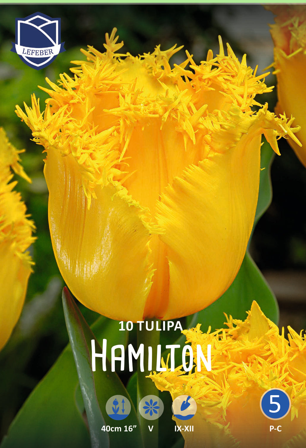Tulipa Hamilton Jack the Grower