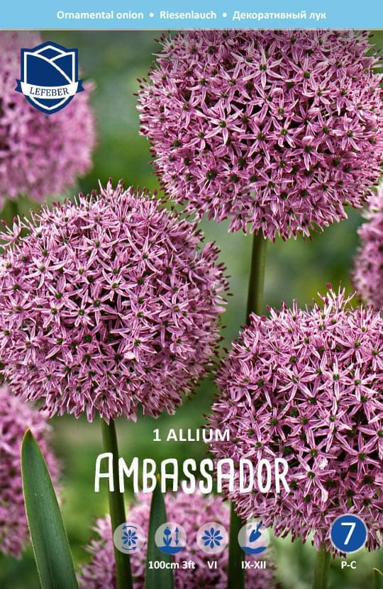 Allium Ambassador Jack the Grower