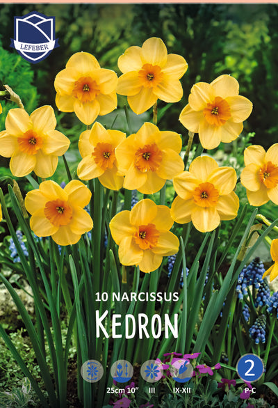 Narcissus Kedron Jack the Grower
